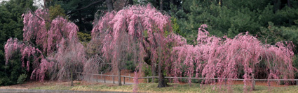 Japanese Hill-and-Pond Garden: weeping Higan cherry, Prunus subhirtella ‘Pendula’. (Photo by Lia Chang) 